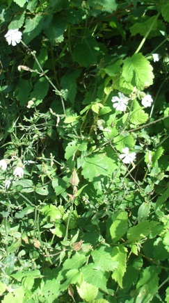 Silene latifolia